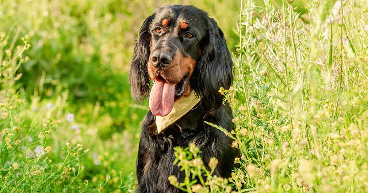 These K9s Are On The List of The Smartest Dog Breeds