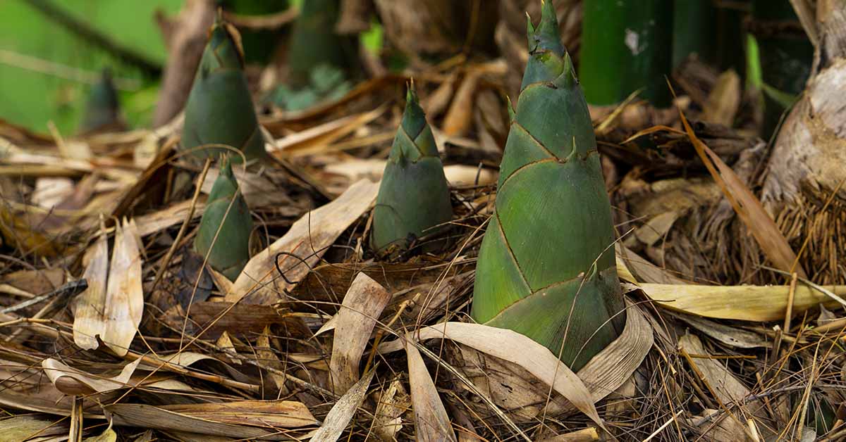 From Food to Medicine and Shelter –  It’s One of The Most Versatile Plants in the World