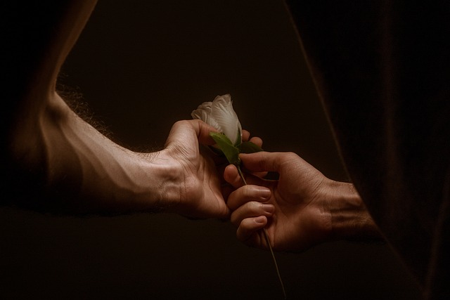 person holding rose