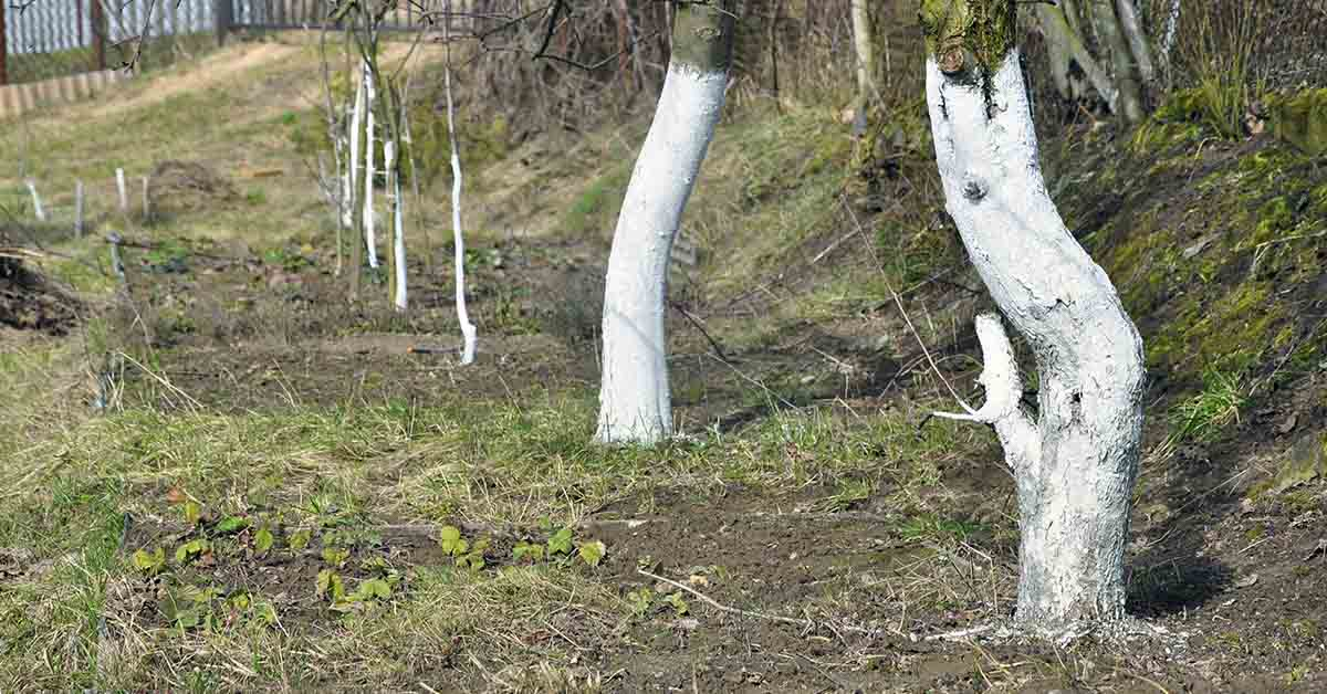 Why Are Some Trees Painted White?