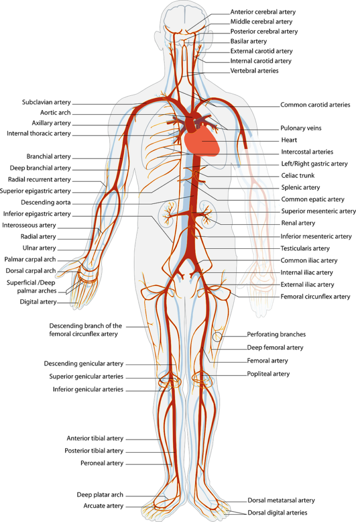 a map of the human body's major arteries