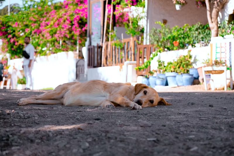 a dog lays in the shade during the summer heat