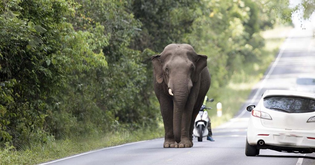 They Blocked Off The Road After Realizing What This Elephant Was Carrying With Its Trunk