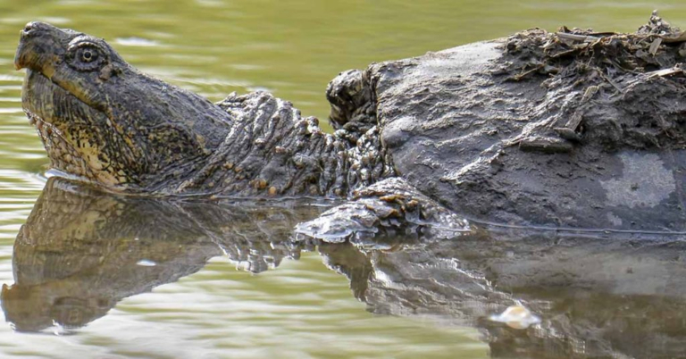 Massive Turtle Surfaces in Mississippi River, Social Media Goes Wild - Featured image