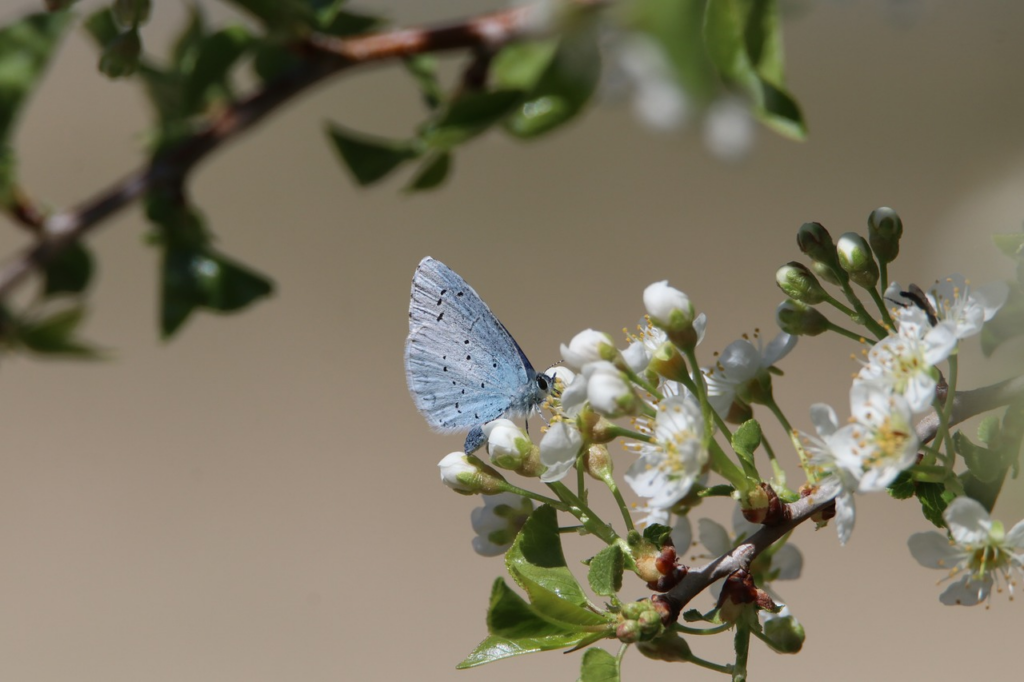 a butterfly on a flower