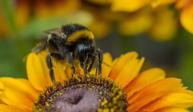 bee pollinating a flower