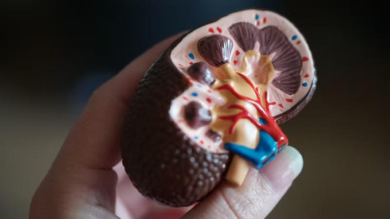 plastic kidney