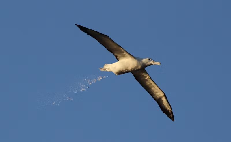 bird pooping mid-flight