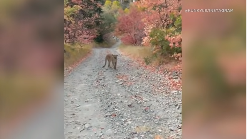 cougar on trail