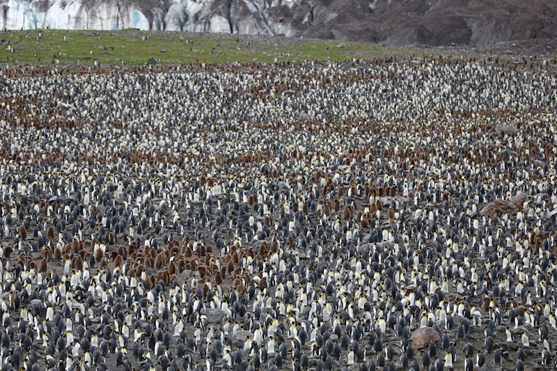hundreds of penguins