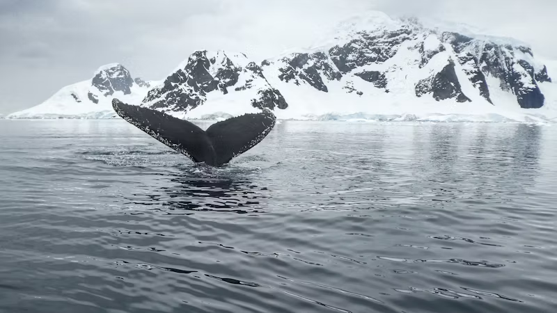 a whale's tail submerging into the arctic waters
