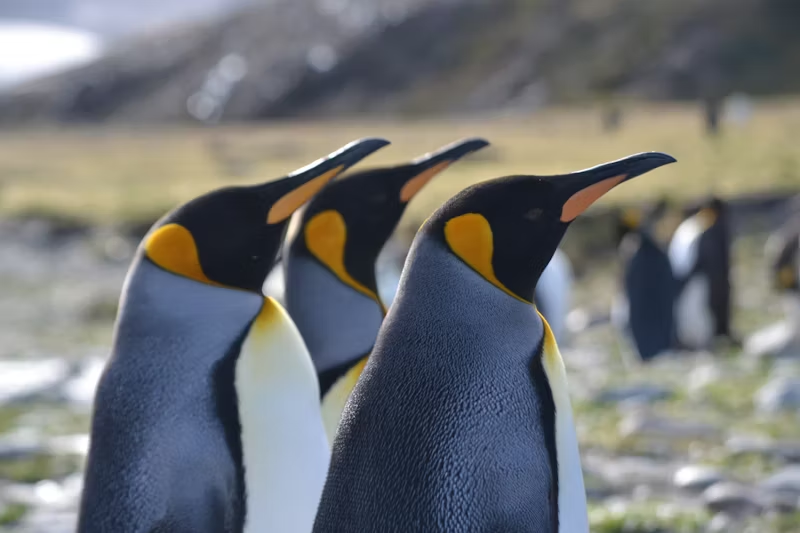 three penguins looking ahead