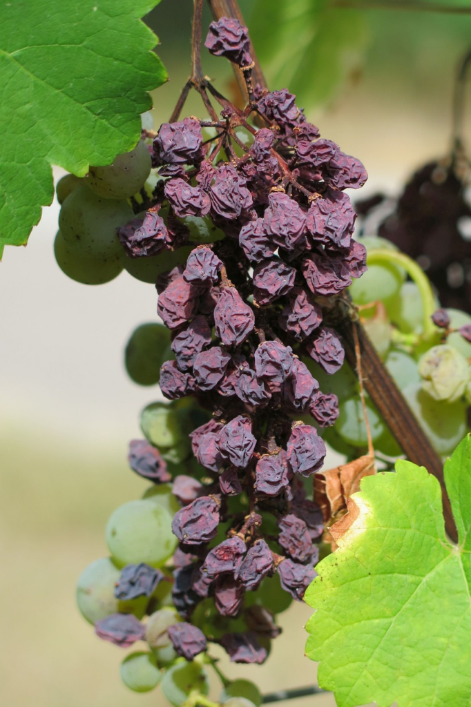 grapes turning to raisins