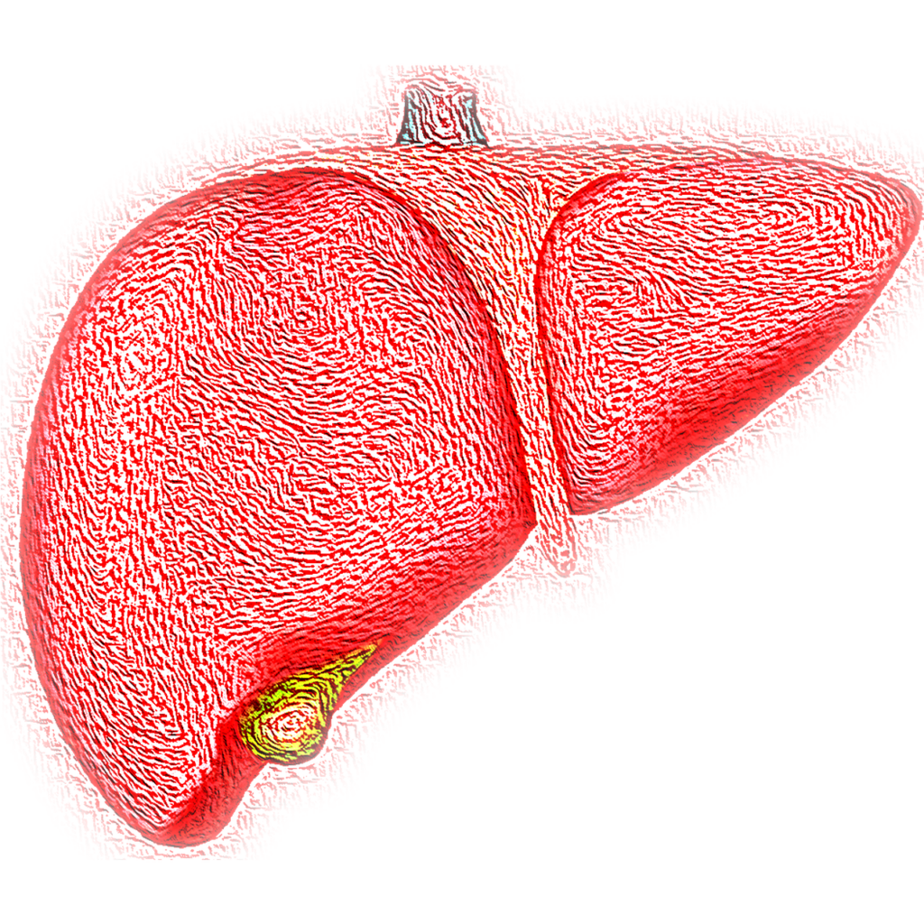 a liver slowly starting to fail