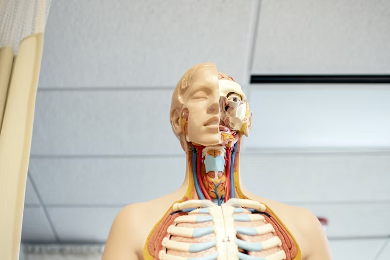 cutaway of the human systems