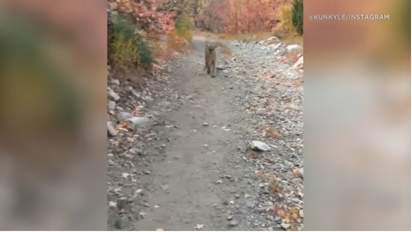 cougar stalking man on trail