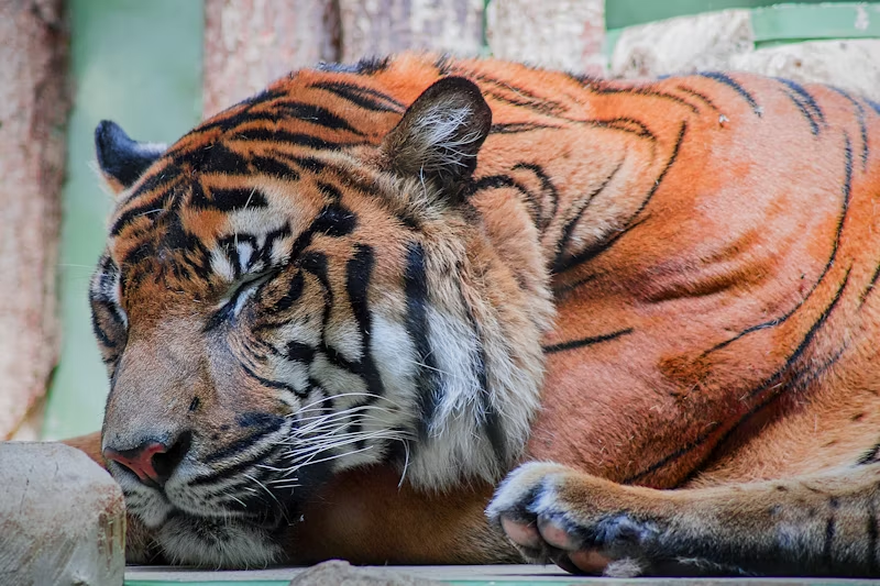tiger sleeping