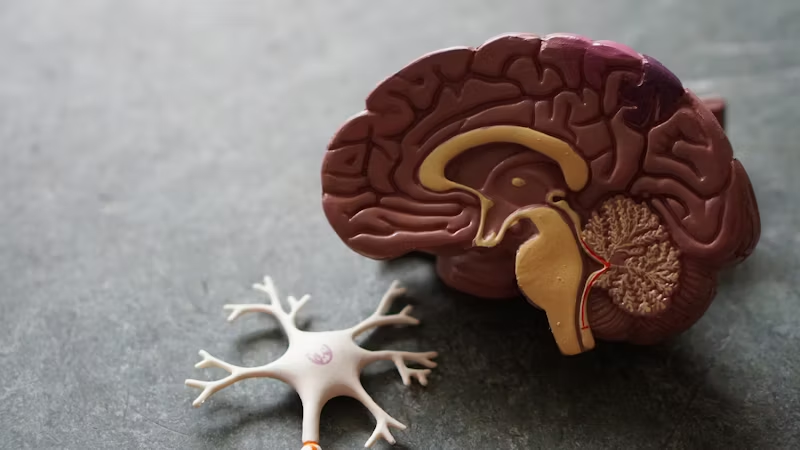 plastic brain and vagus nerve reference