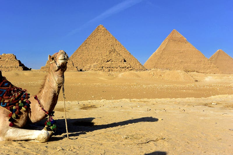 camel sitting by the Pyramids