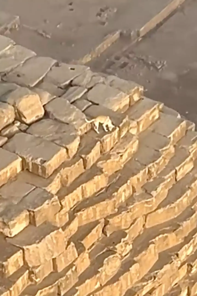 a dog made its way to the top of the Pyramid
