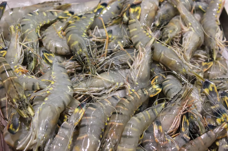 Grey shrimps