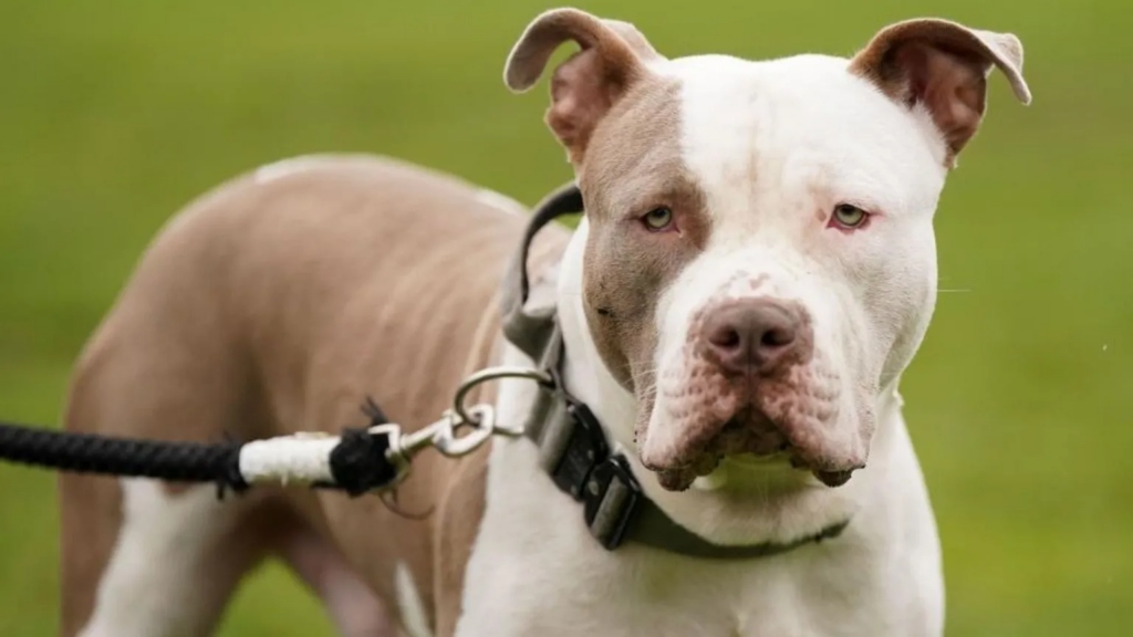 American bullies have been involved in a series of attacks