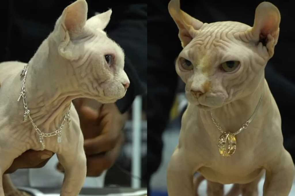 The XL Bully Cat