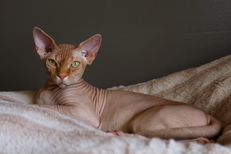 A Sphinx cat