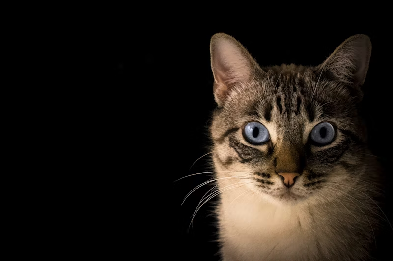 wide-eyed cat