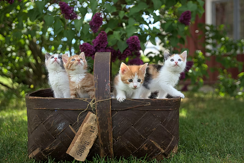 a basket of kittens