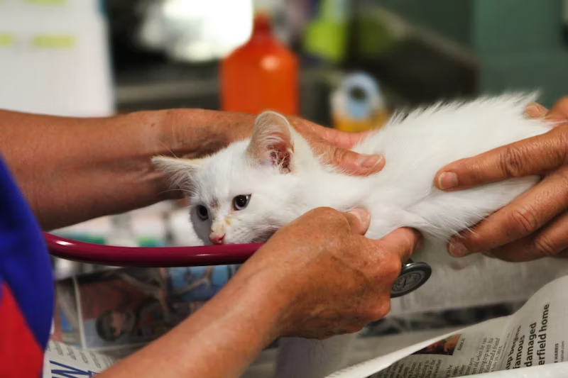 cat at the vet