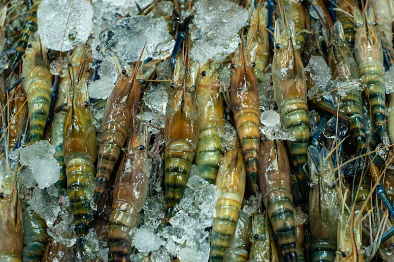 frozen shrimps