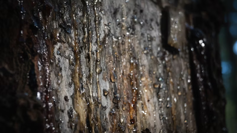 tree sap