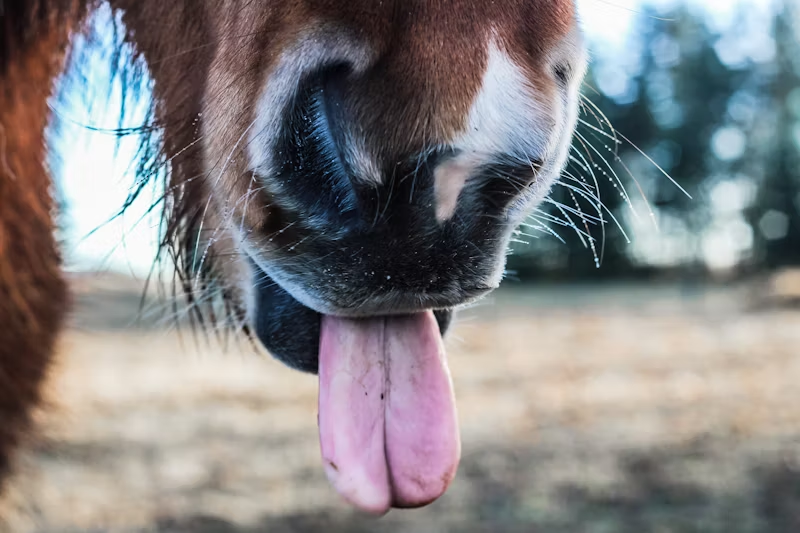 tongue hanging out