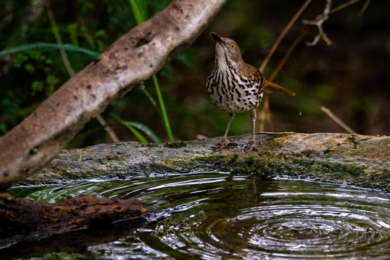 bird by a watering hole