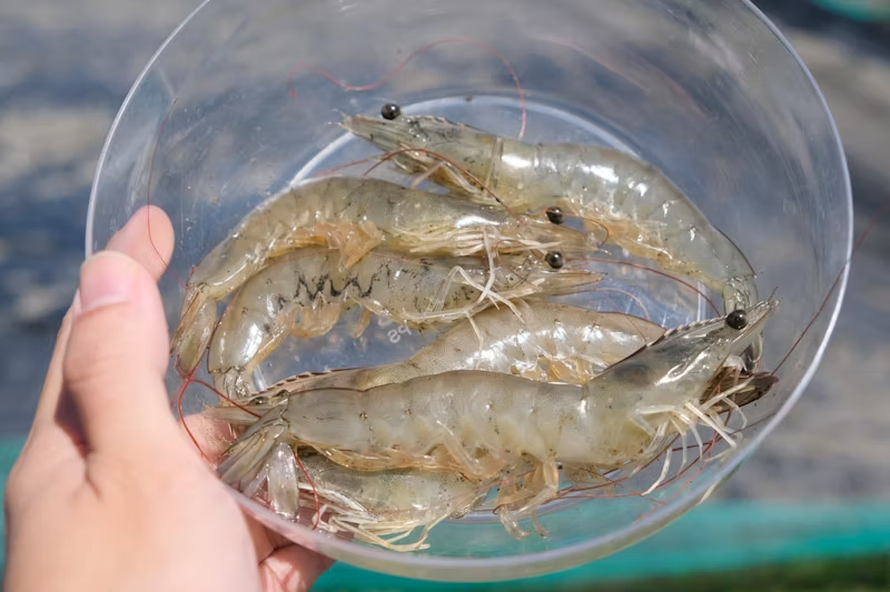 some shrimps in a clear bowl