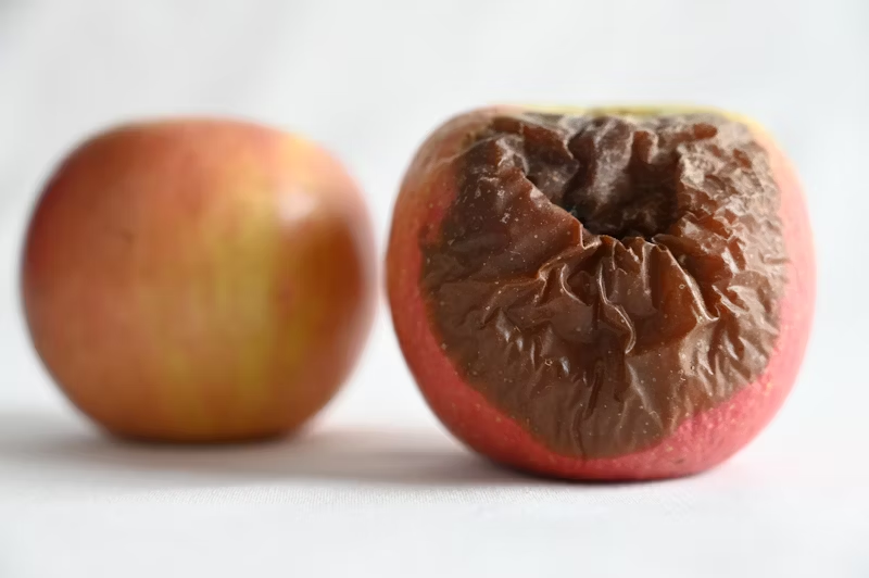 rotten apple
