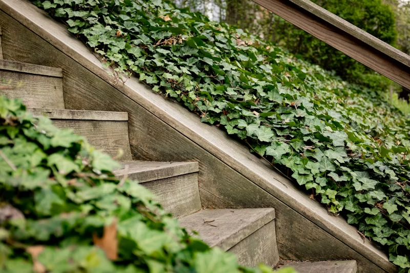 stairway in a garden