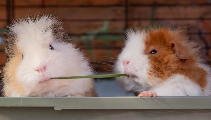 hamsters competing for some snacks