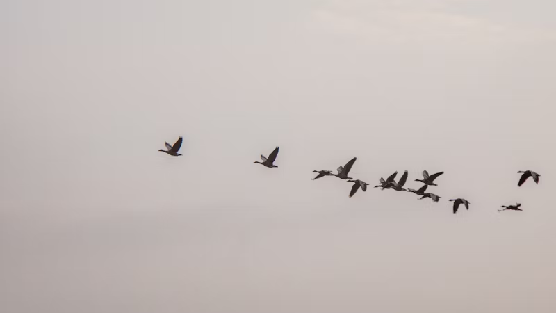 birds migrating