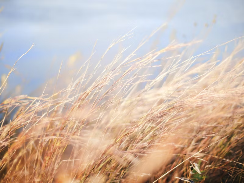 a prevailing wind
