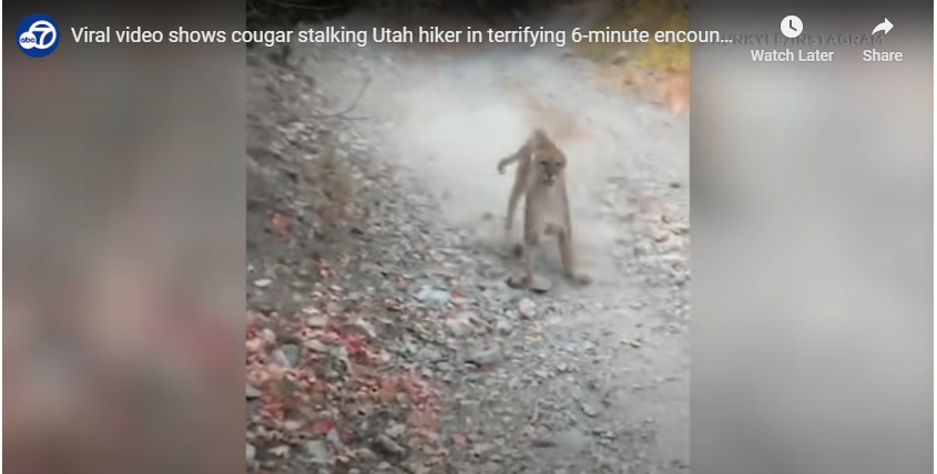 cougar video