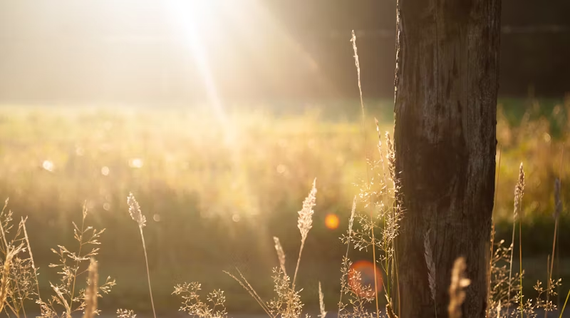 the sun shining in a forest clearing 