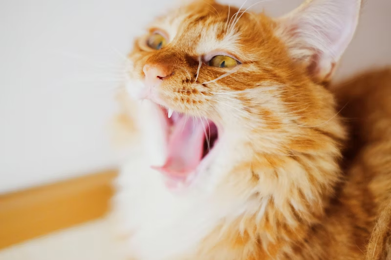 cat with its mouth wide open