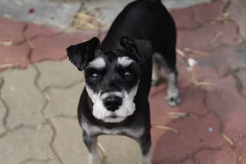 dog making eye contact