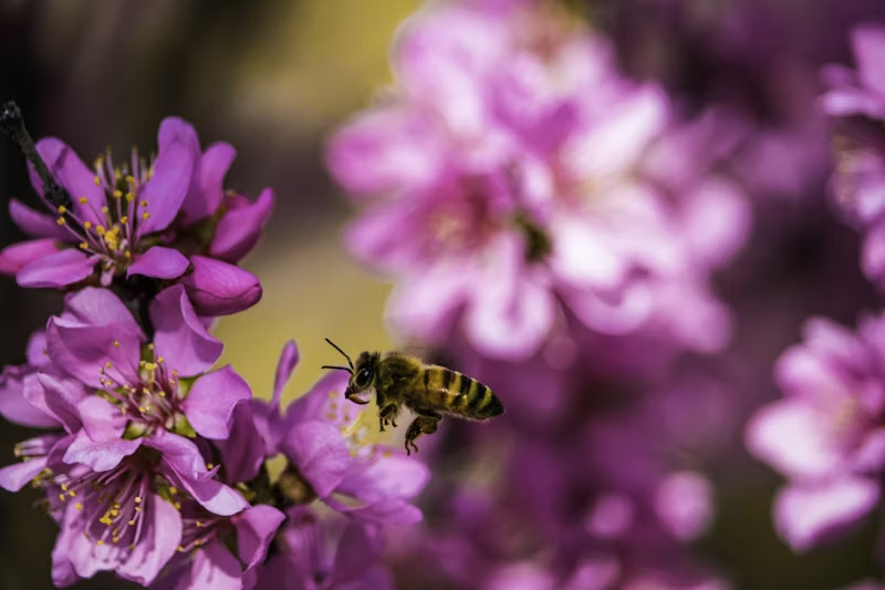 bee about to pollinate a flower