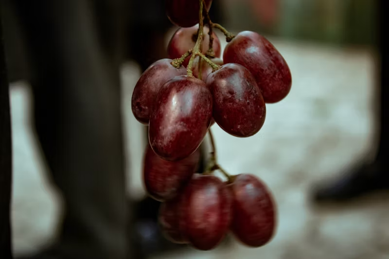 a vine of red grapes
