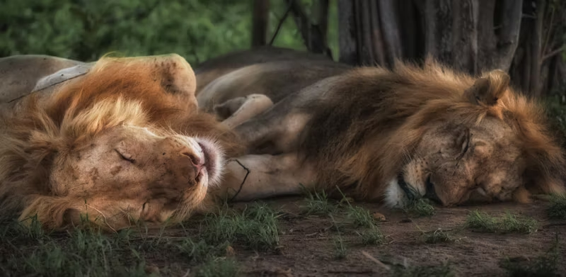 some lethargic lions