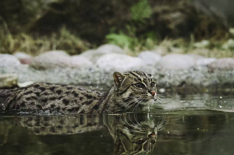 wild cat swimming