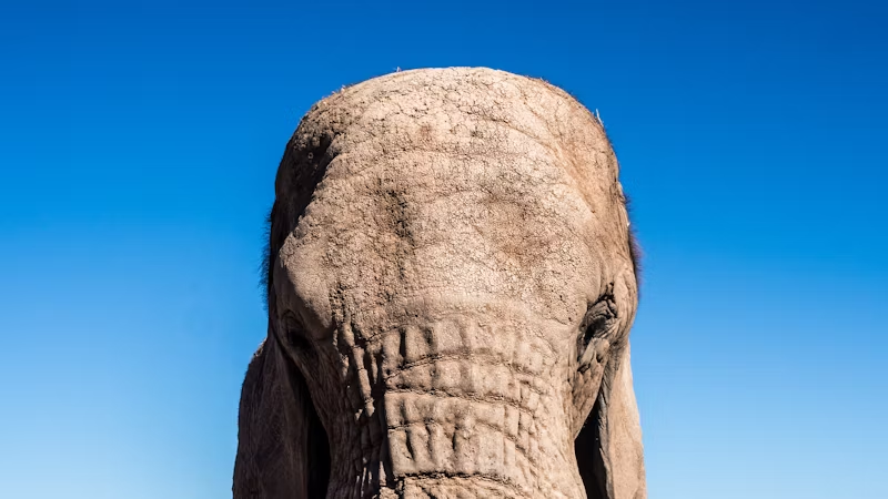 elephant head closeup